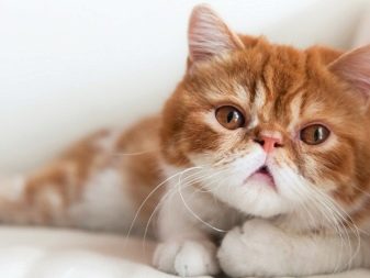 Порода кошек с пучеглазыми