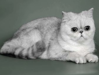 Плоскомордые кошки все породы