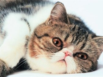 Фото плоскомордые породы кошек