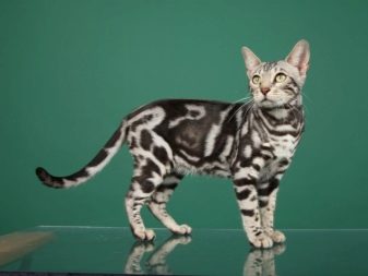 Картинки порода кошек мраморная