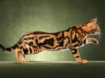 Породы мраморных кошек с фотографиями
