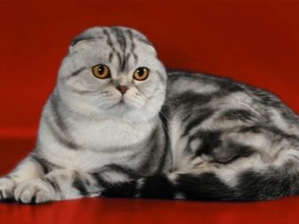 Мраморный окрас кошки порода