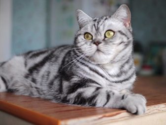 Порода кошек русская мраморная