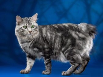 Порода кошки с мраморным окрасом