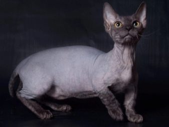 Страшные породы кошек фото с названиями