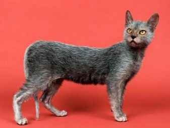 Самая страшная порода кошек в мире фото thumbnail