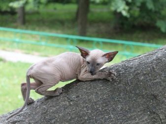 Самая страшная порода кошек в мире фото