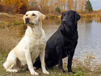 Как называется порода собак похожих на лабрадора с длинной шерстью