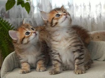 Кошки сибирской породы цвет