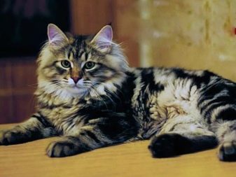 Каких окрасов сибирская кошка