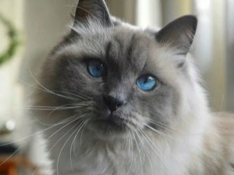 Какой цвет глаз у сибирских кошек