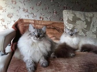 Какие бывают окрас сибирских кошек