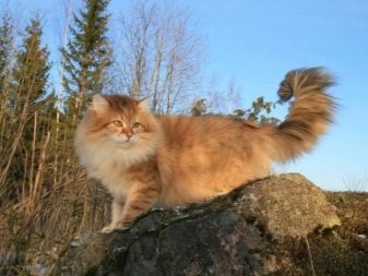 Сибирская порода кошек окрас
