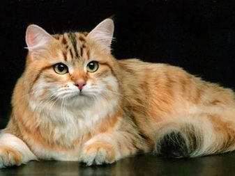 Какого цвета глаза у сибирской кошки