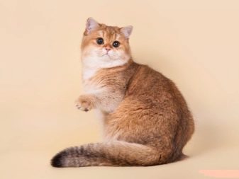 Порода кошек шотландская прямоухая окрас