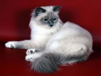 Русская белая кошка описание породы