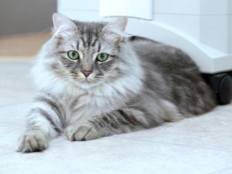 Русские породы кошек с фото и описанием характера