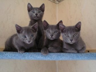 Порода кошек русская черная фото