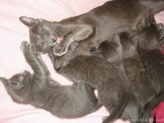 Фото кошек породы русские серые