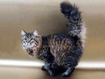 Порода кошек русская пушистая