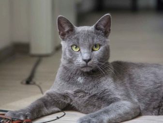 Особенности породы русская кошка