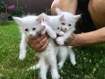 Белая русская порода кошек фото