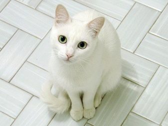 Кошка порода русская фото