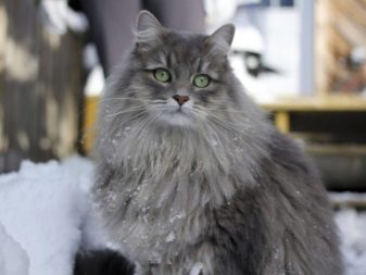 Порода кошек русская лесная фото