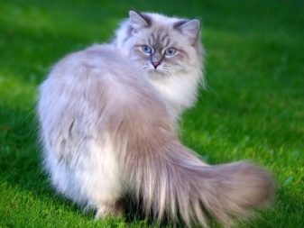 Белая русская порода кошек фото thumbnail