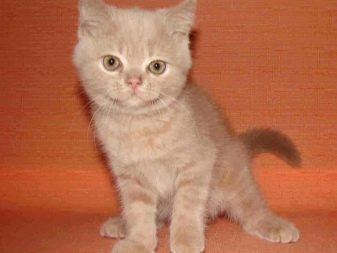 Пушистая рыжая кошка фото название породы