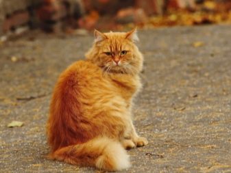 Домашняя рыжая кошка порода