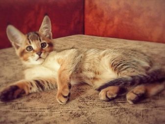 Необычные породы кошек с фотографиями