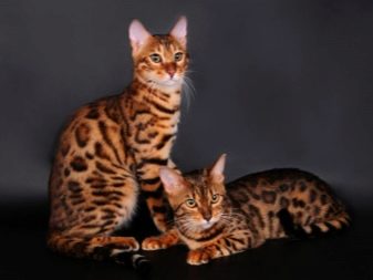 Необычные породы кошек фото с названиями