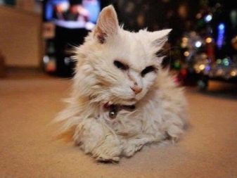 Сколько лет прожила самая старая кошка в мире
