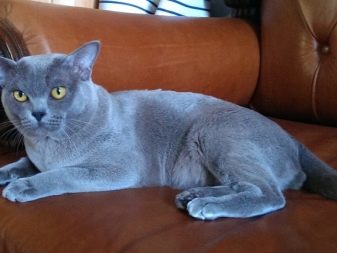 Породы серого пушистого кошки