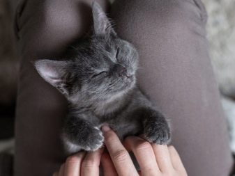 Кошки пушистые серого окраса что за порода