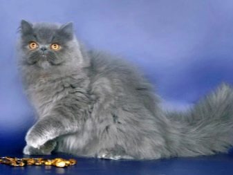 Порода кошек с фото и названиями серо голубая