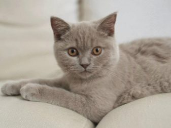 Фото серых кошек название пород