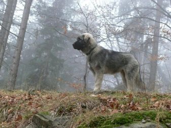 Породы собак югославская овчарка