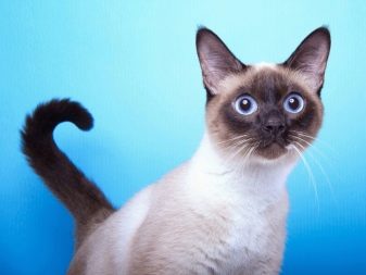 Сиамская тайская кошка фото описание породы