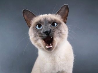 Чем сиамская порода кошек отличается от тайской породы thumbnail
