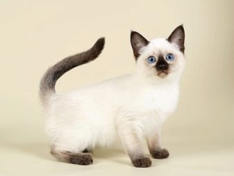 Порода кошек сиамская или тайская