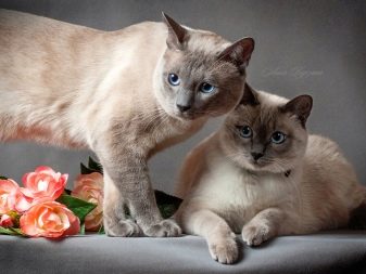 Кот тайская порода и сиамская кошка
