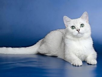 Кошка породы шотландская шиншилла фото