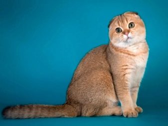 Порода кошка с золотистым окрасом thumbnail