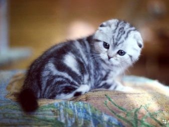 Шотландская мраморные кошки описание породы