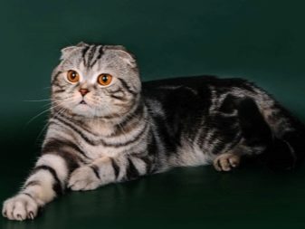 Кошки шотландской породы цвет мрамор фото