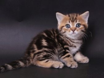 Кошки шотландской породы цвет мрамор фото