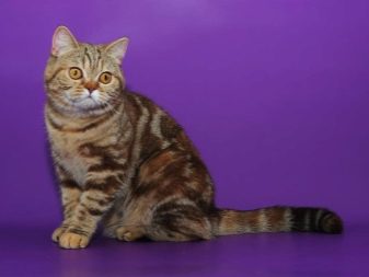 Порода шотландской мраморной окрас кошки фото
