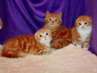 Мраморные кошки породы шотландская вислоухая